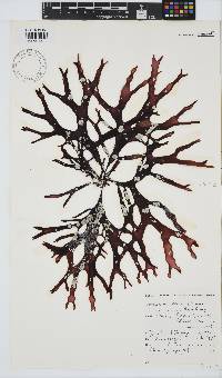Sarcothalia stiriata image