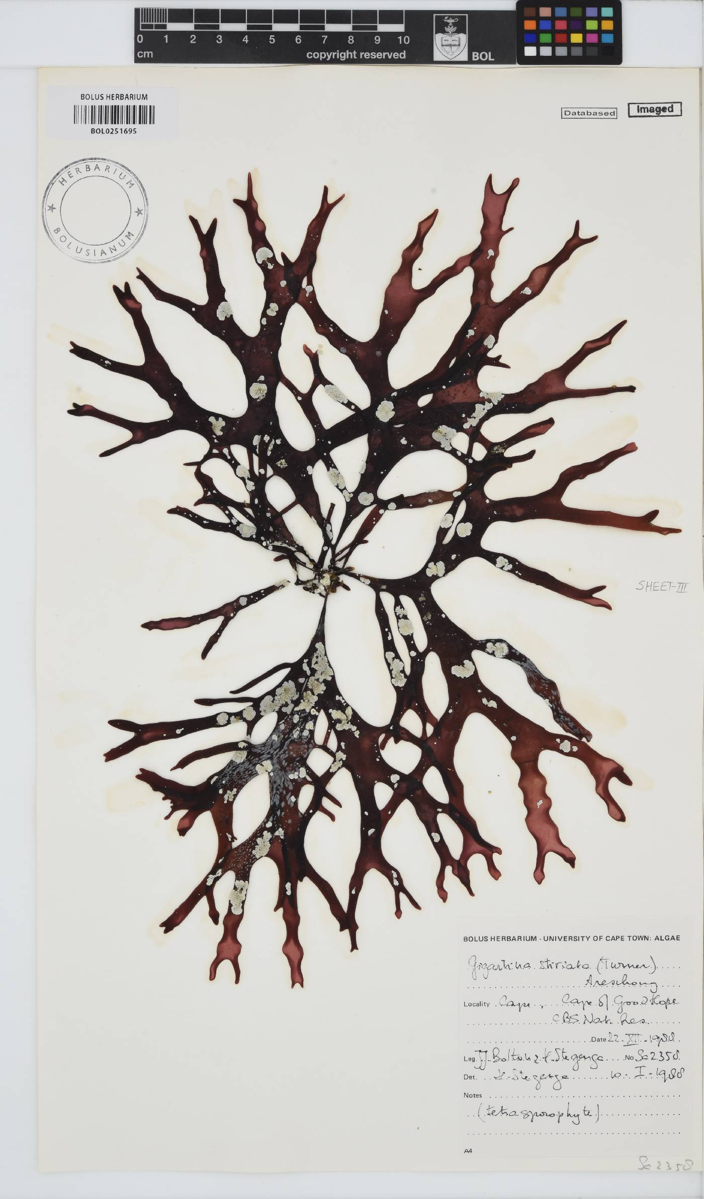 Sarcothalia stiriata image