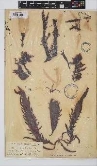 Sarcothalia stiriata image