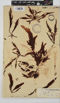 Sarcothalia stiriata image