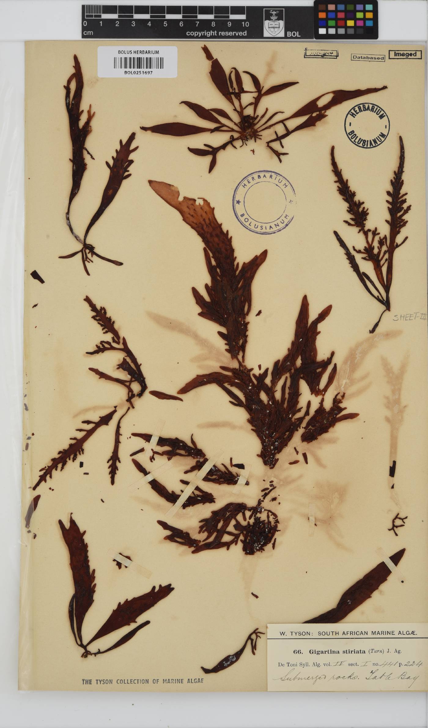 Sarcothalia stiriata image