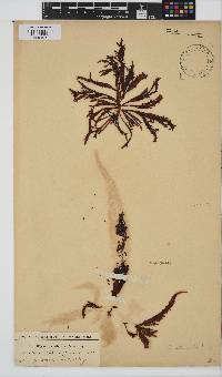 Sarcothalia stiriata image