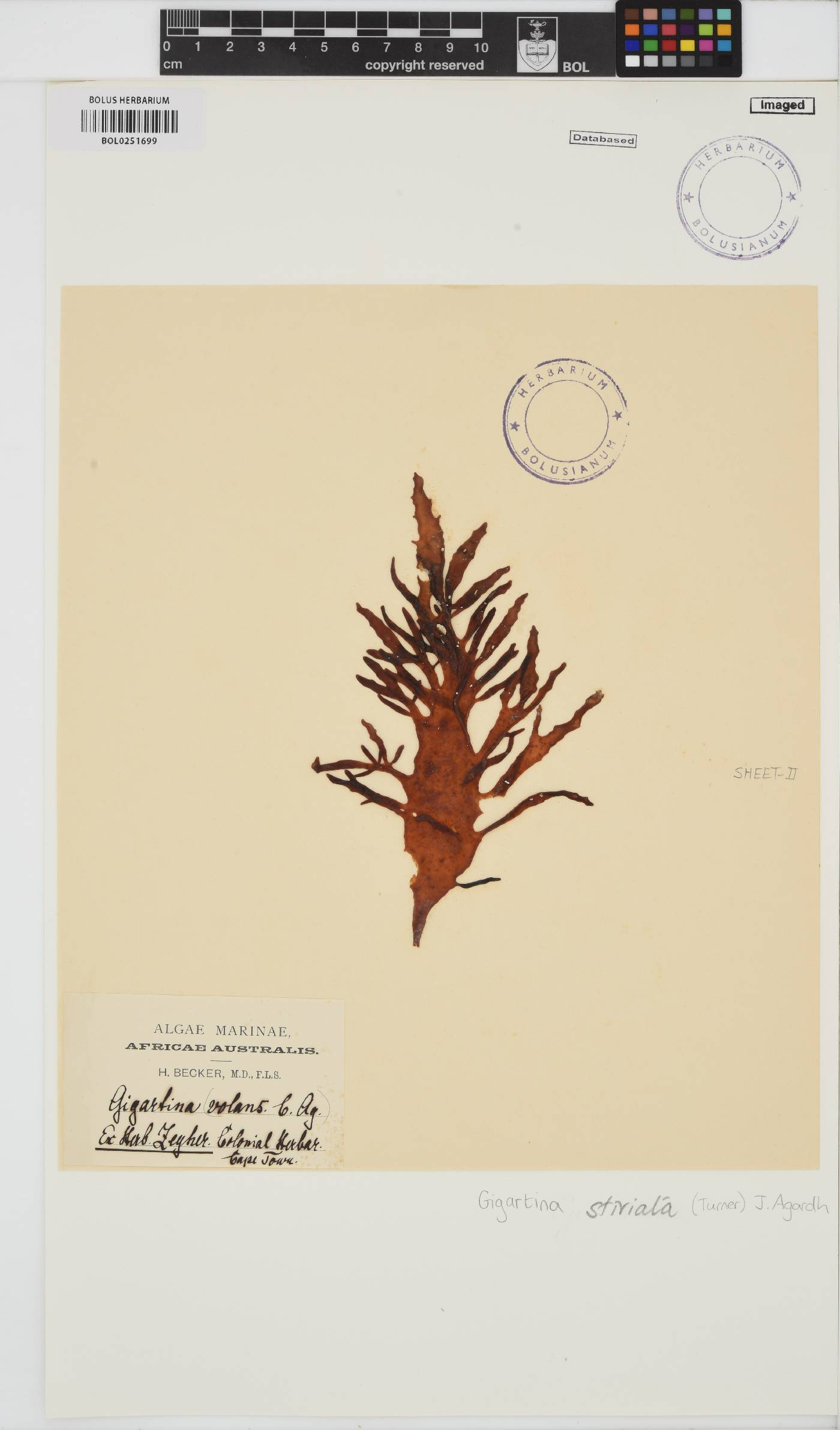 Sarcothalia stiriata image