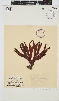 Sarcothalia stiriata image