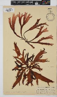Sarcothalia stiriata image