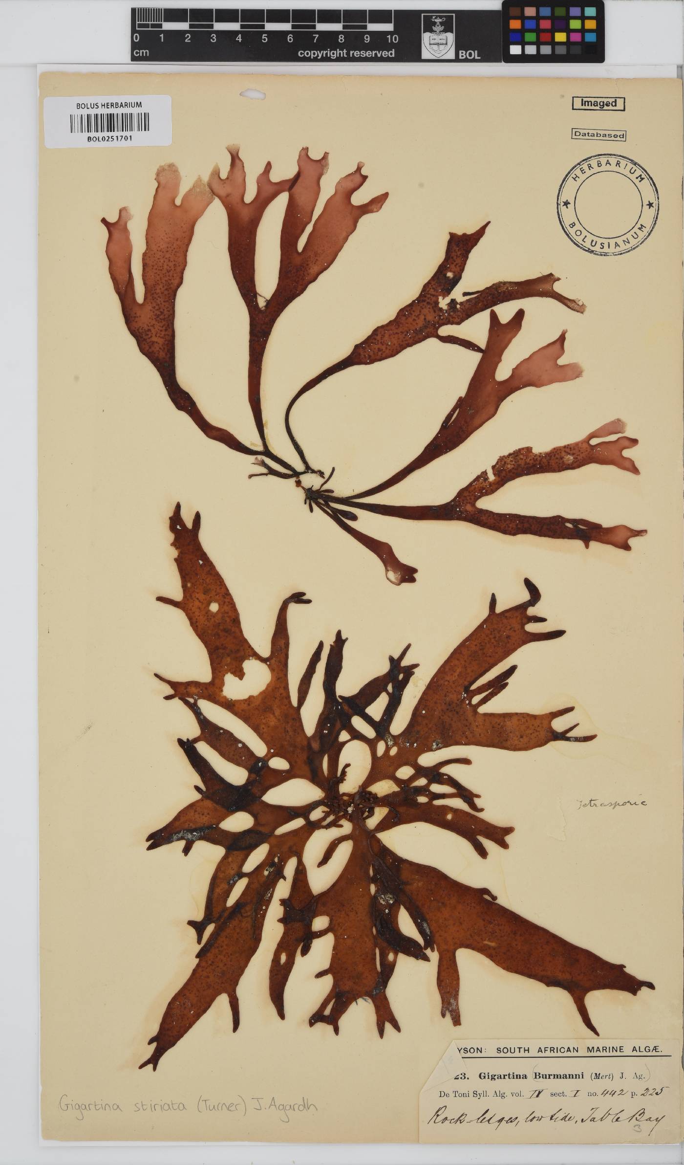 Sarcothalia stiriata image