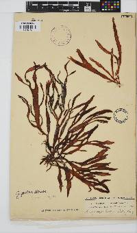 Sarcothalia stiriata image
