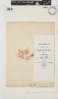 Chondracanthus teedei image