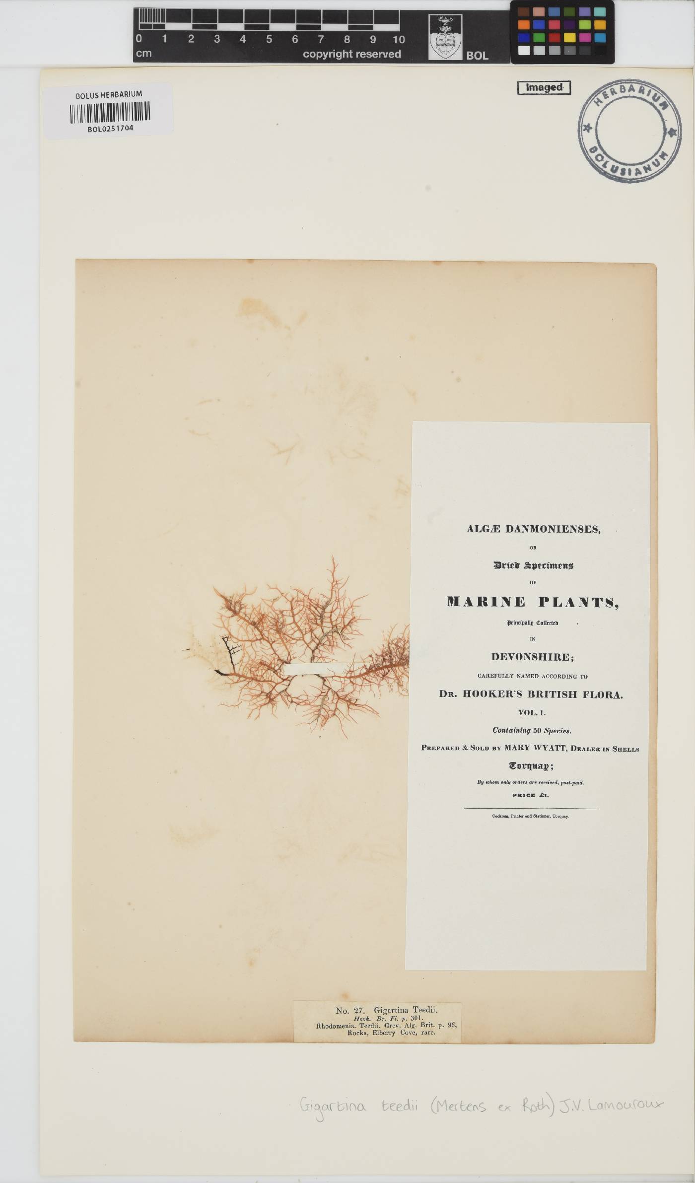 Chondracanthus image