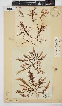 Chondracanthus teedei image