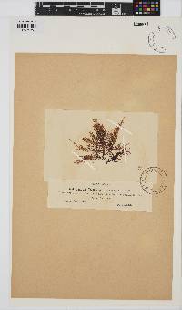 Chondracanthus teedei image