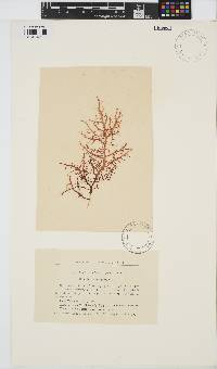 Chondracanthus teedei image