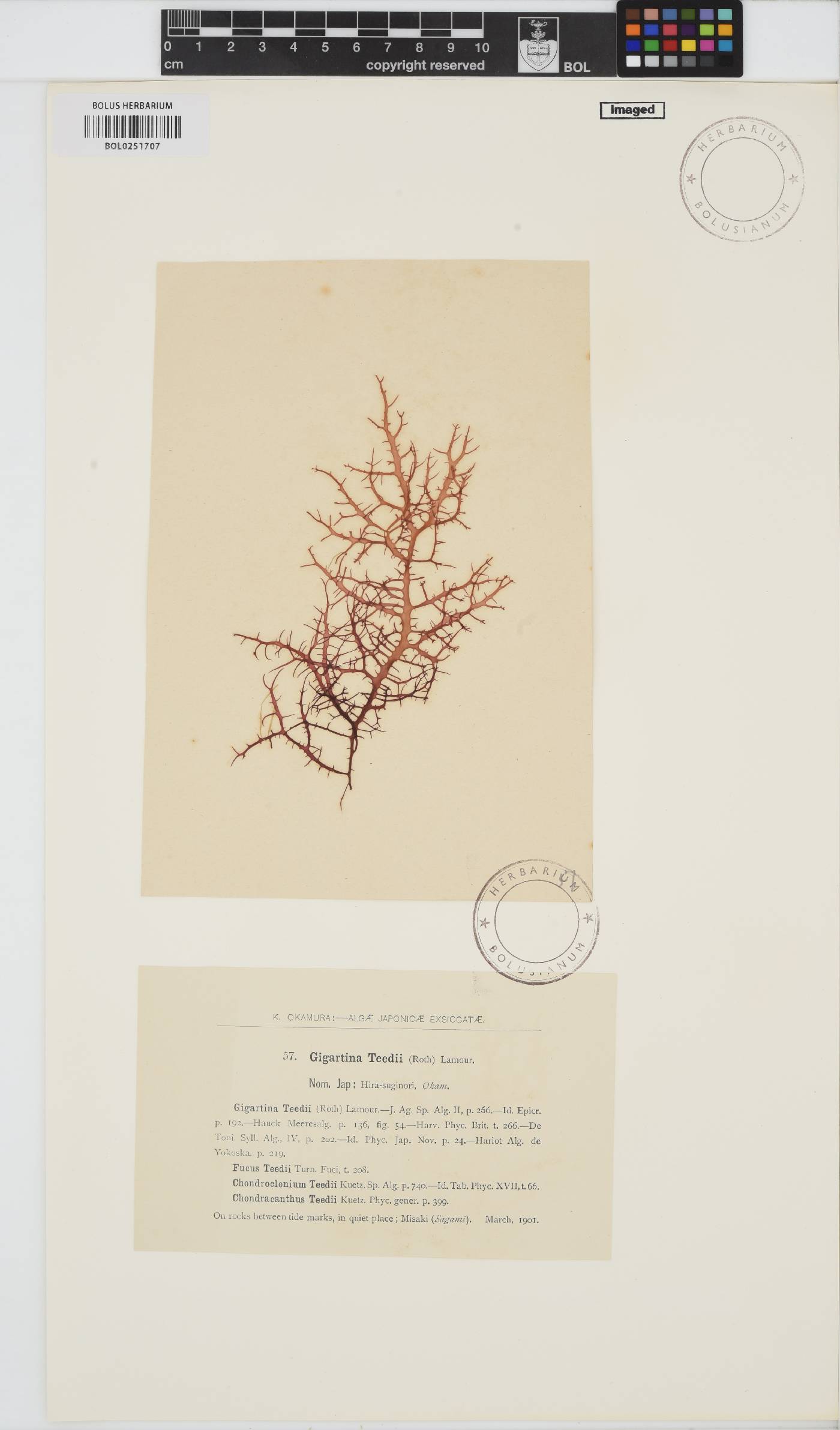 Chondracanthus teedei image