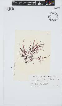 Chondracanthus teedei image