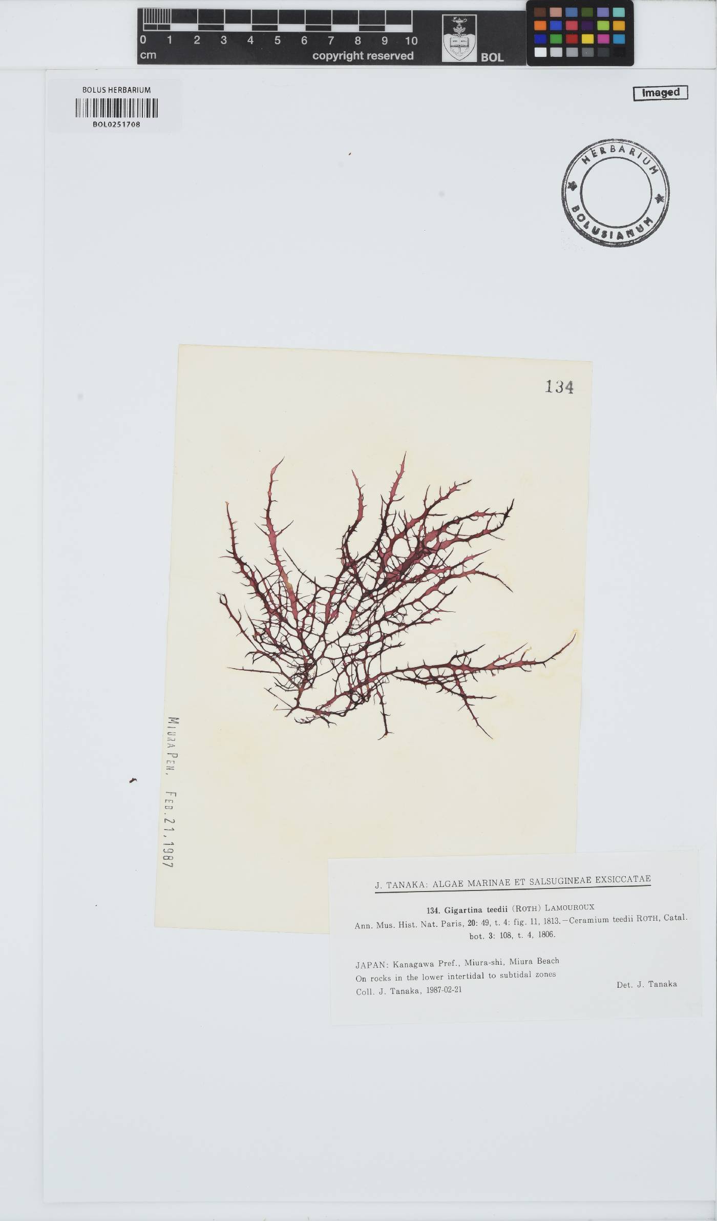 Chondracanthus teedei image