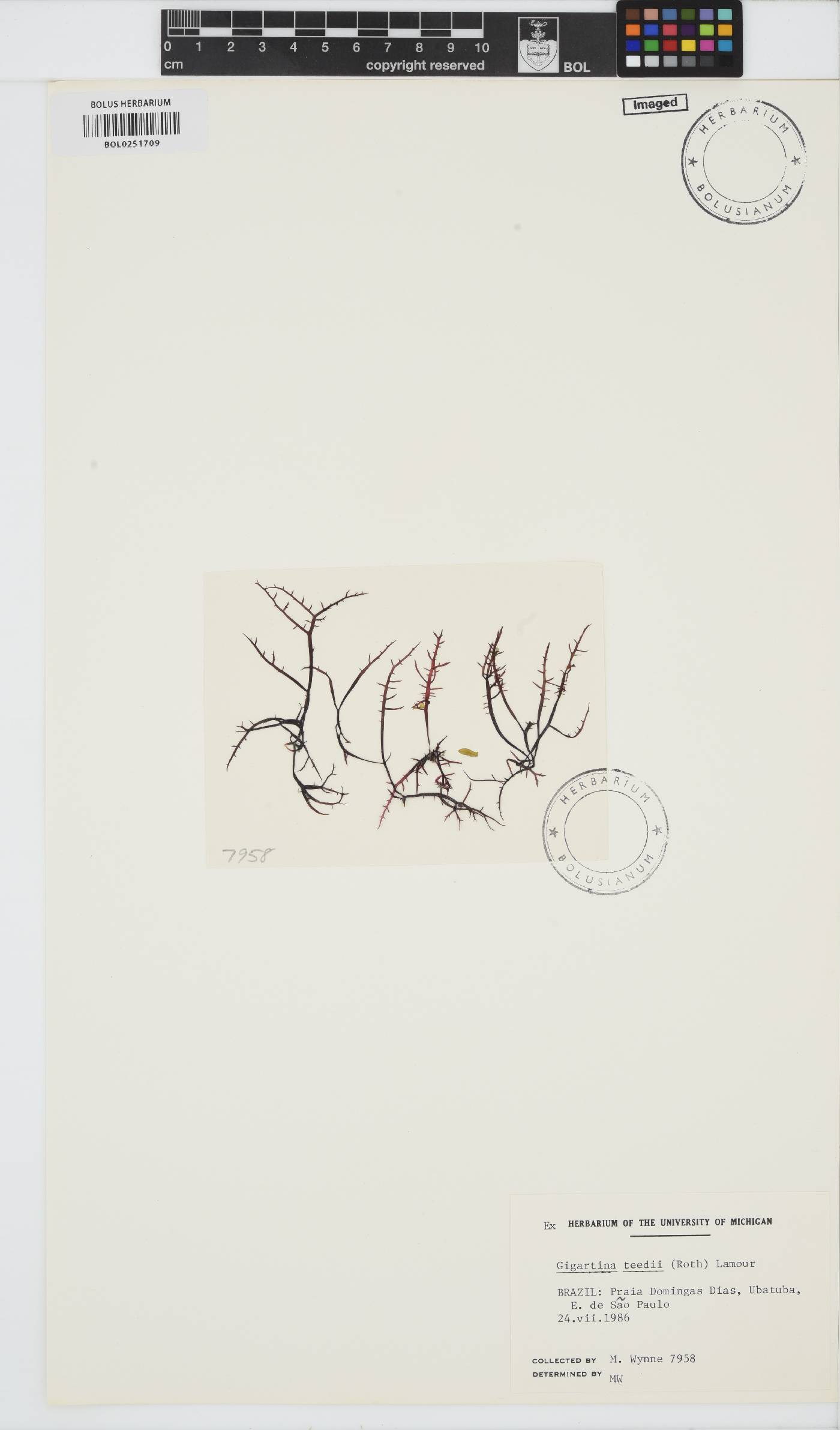 Chondracanthus teedei image