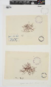 Chondracanthus teedei image