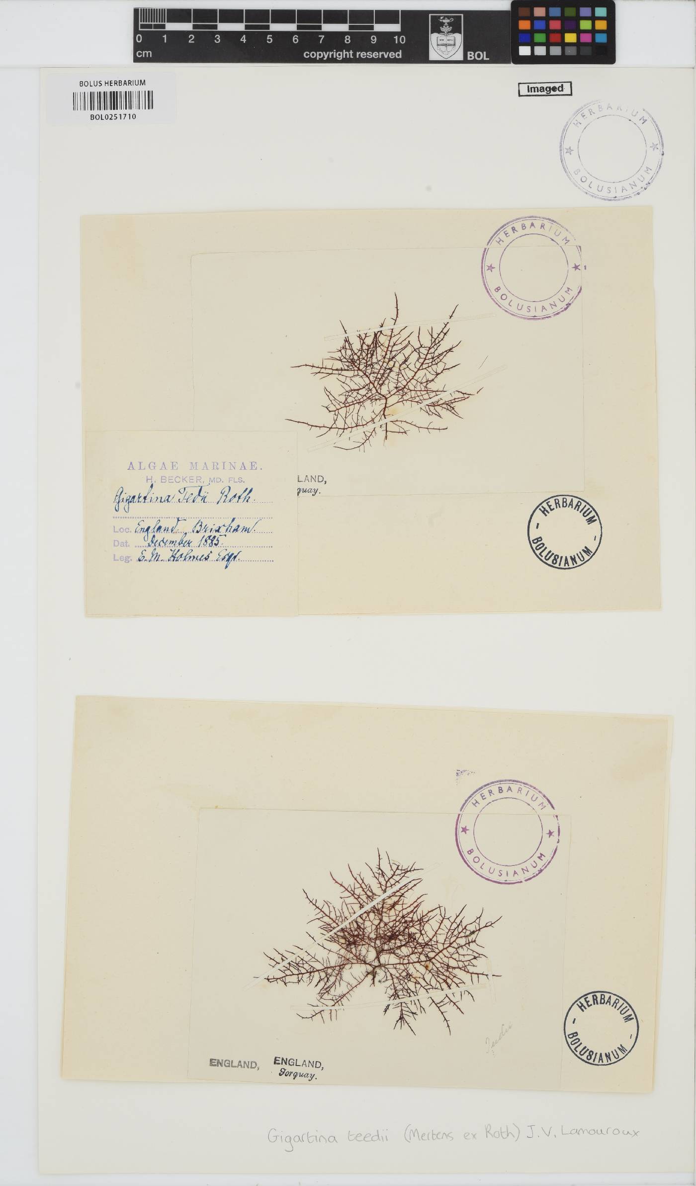 Chondracanthus teedei image