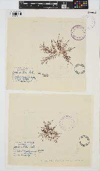 Chondracanthus teedei image