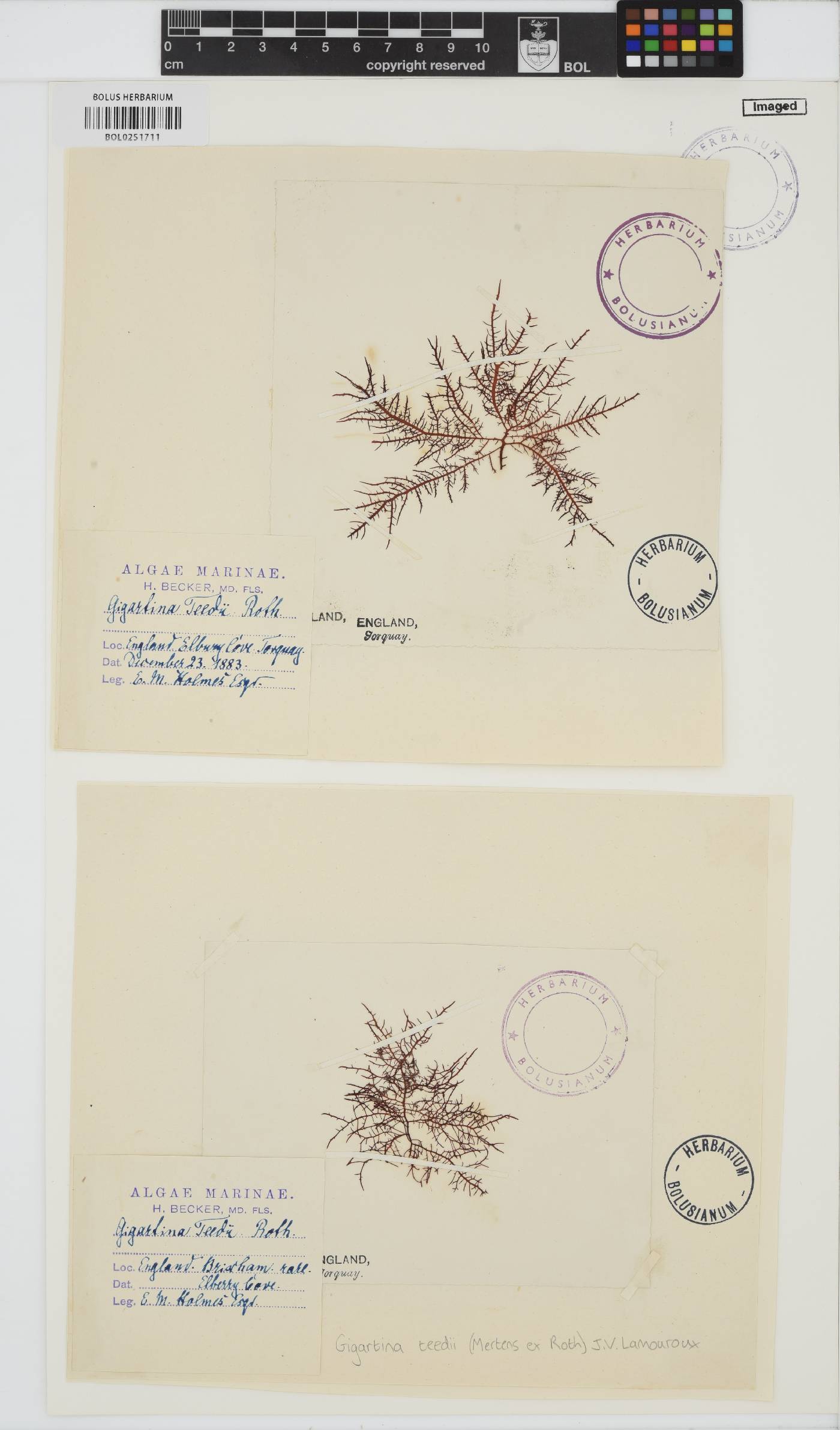 Chondracanthus teedei image