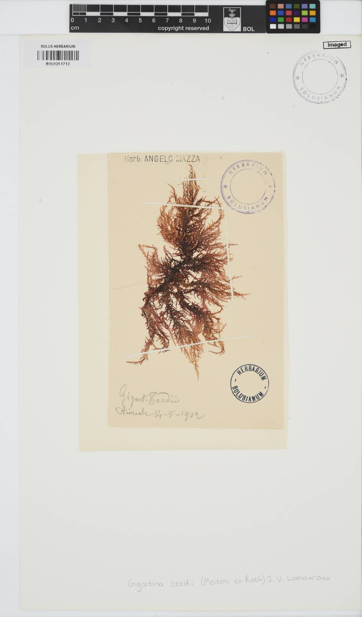 Chondracanthus teedei image