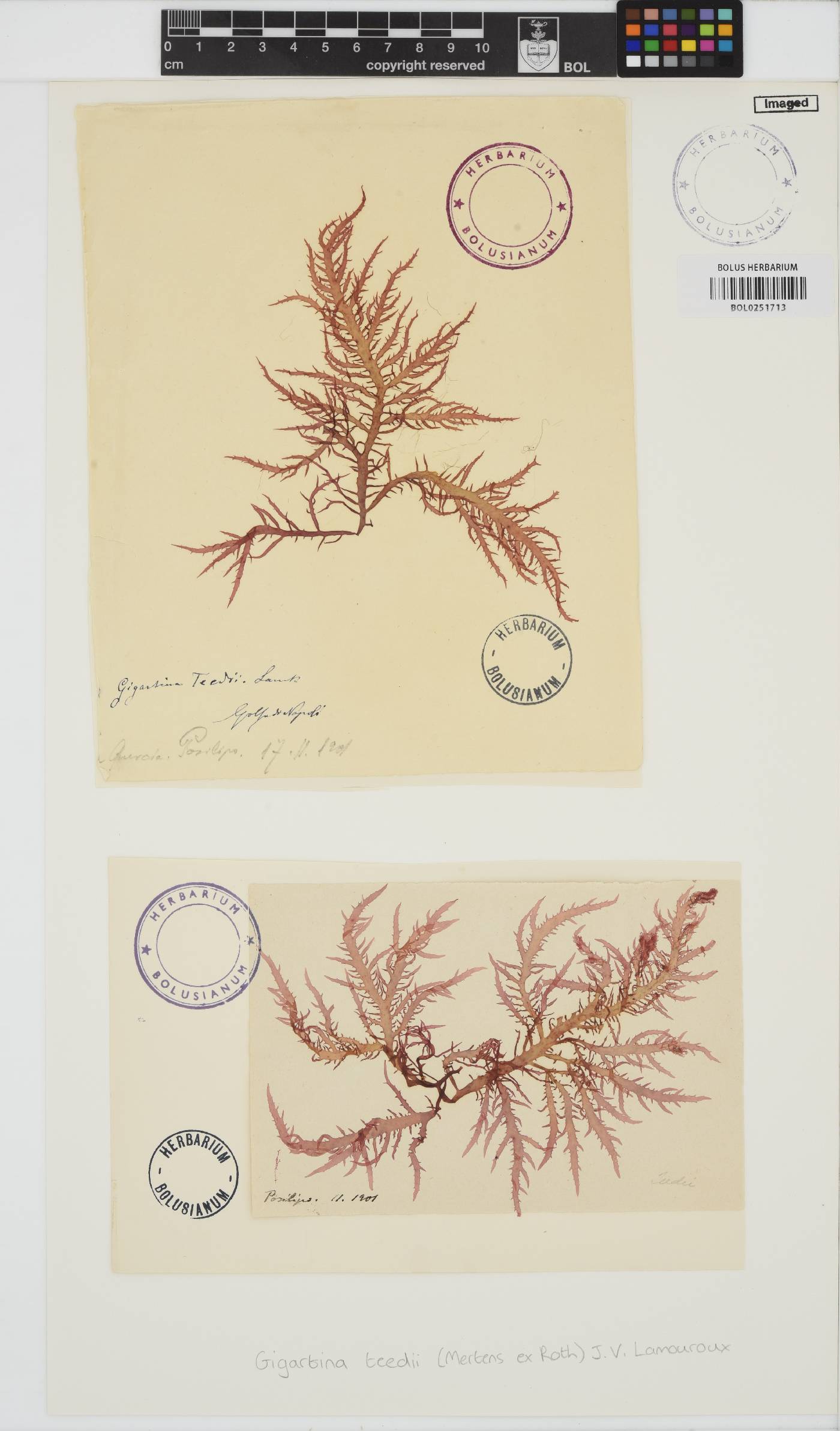 Chondracanthus teedei image
