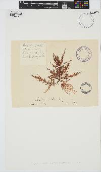 Chondracanthus teedei image