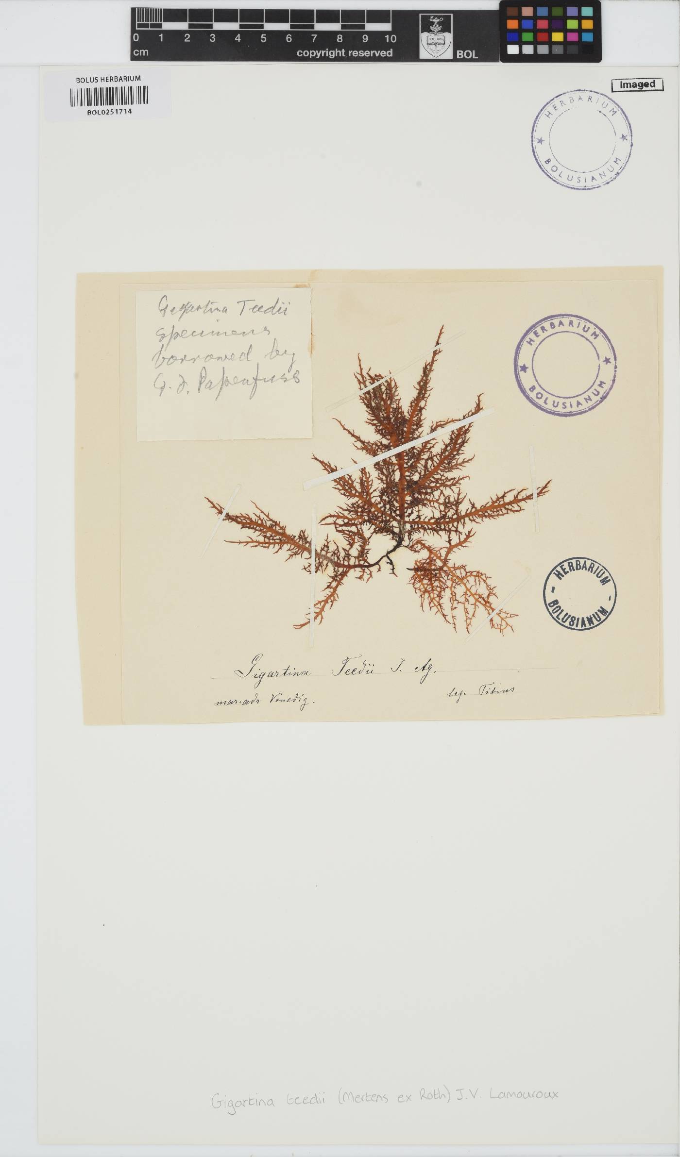 Chondracanthus image