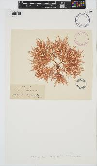 Chondracanthus teedei image