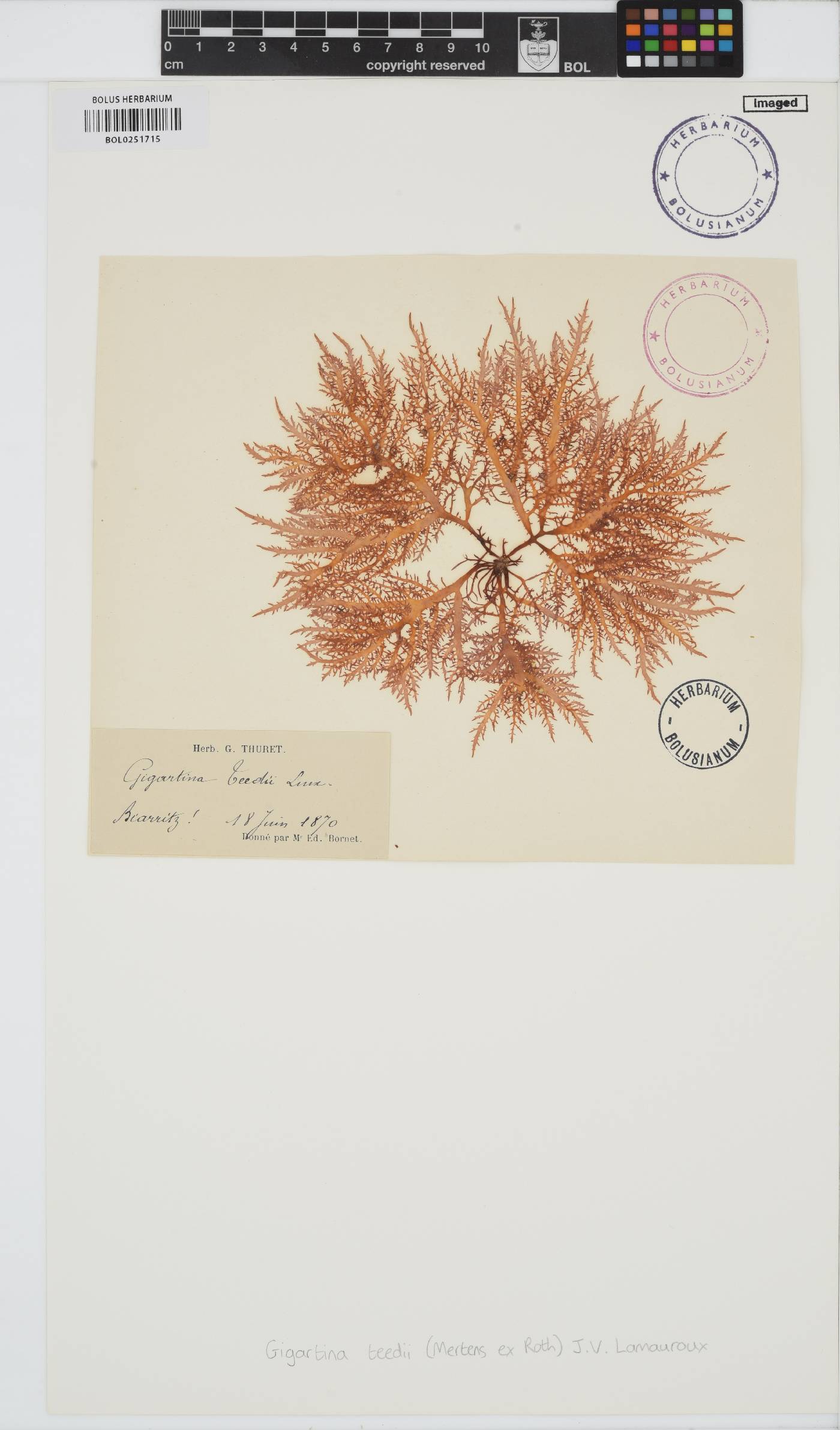 Chondracanthus teedei image
