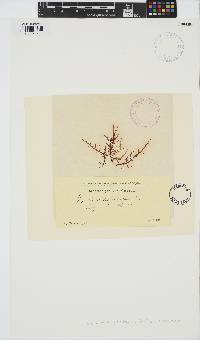 Chondracanthus teedei image