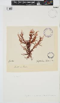 Chondracanthus teedei image