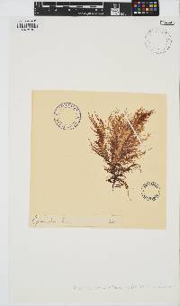 Chondracanthus teedei image