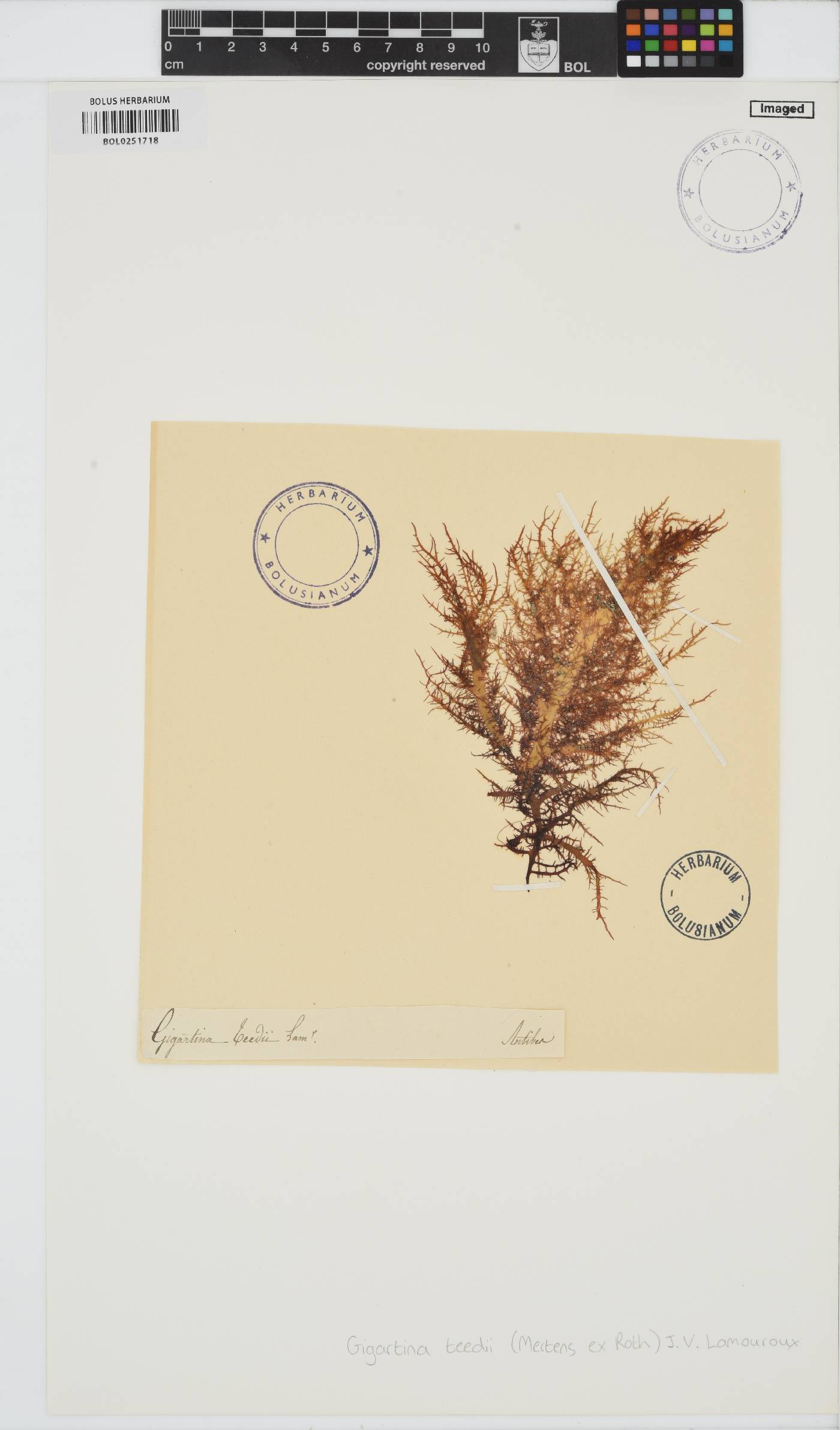 Chondracanthus teedei image