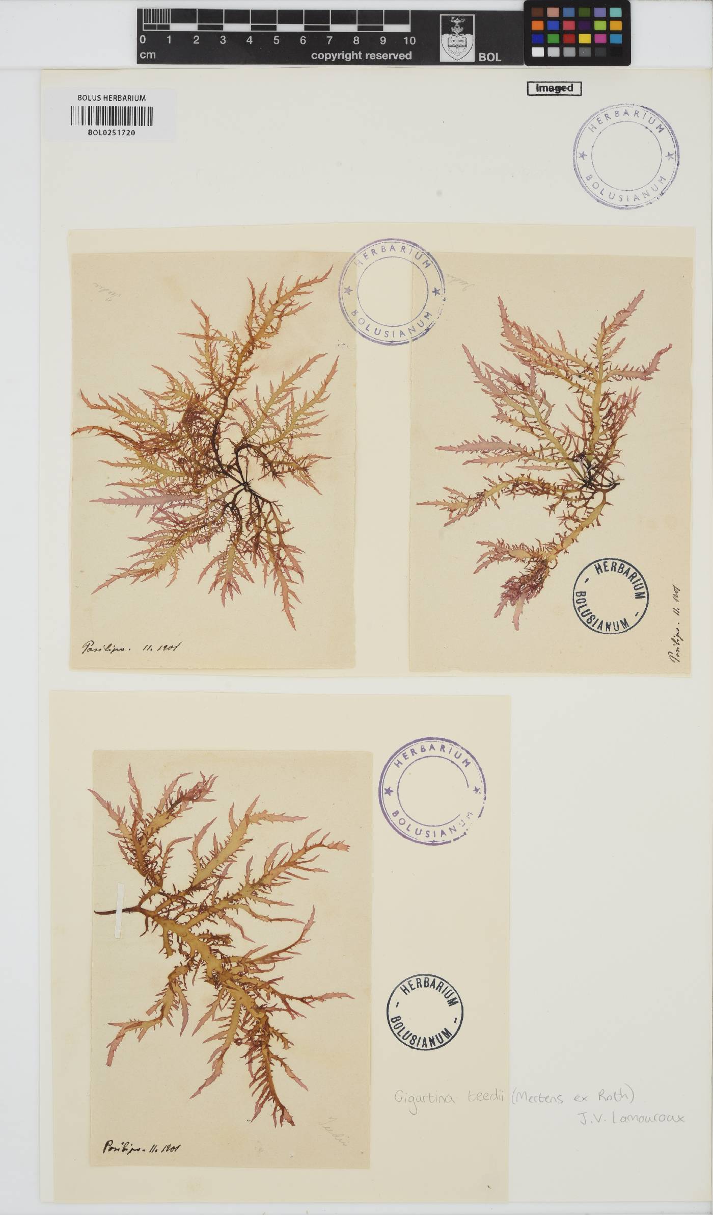 Chondracanthus teedei image