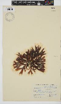 Sarcothalia stiriata image