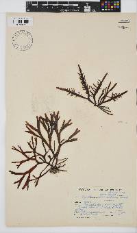 Sarcothalia stiriata image