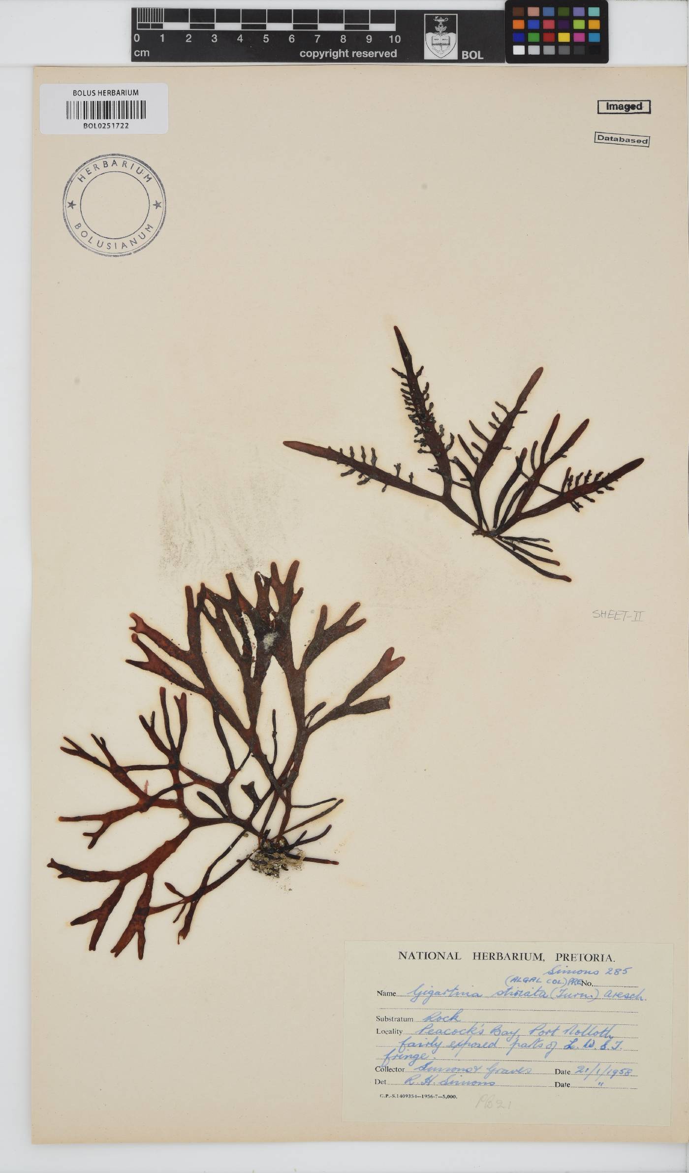 Sarcothalia stiriata image