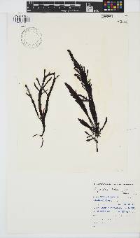 Sarcothalia stiriata image