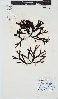 Sarcothalia stiriata image