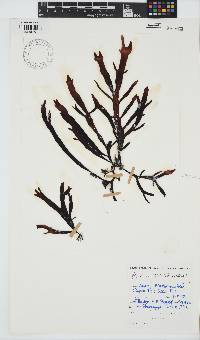 Sarcothalia stiriata image