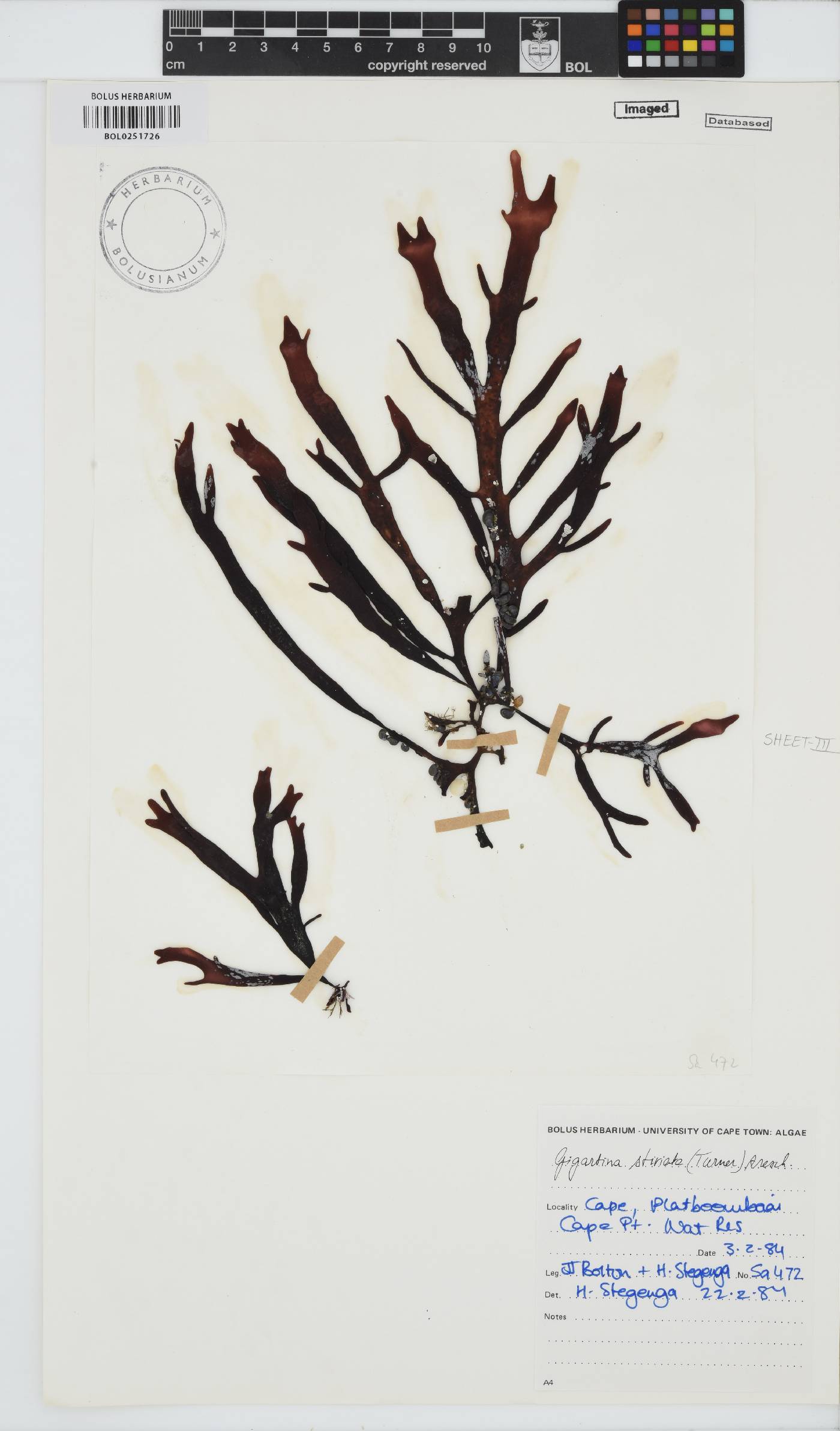 Sarcothalia stiriata image