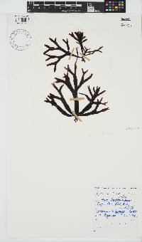 Sarcothalia stiriata image