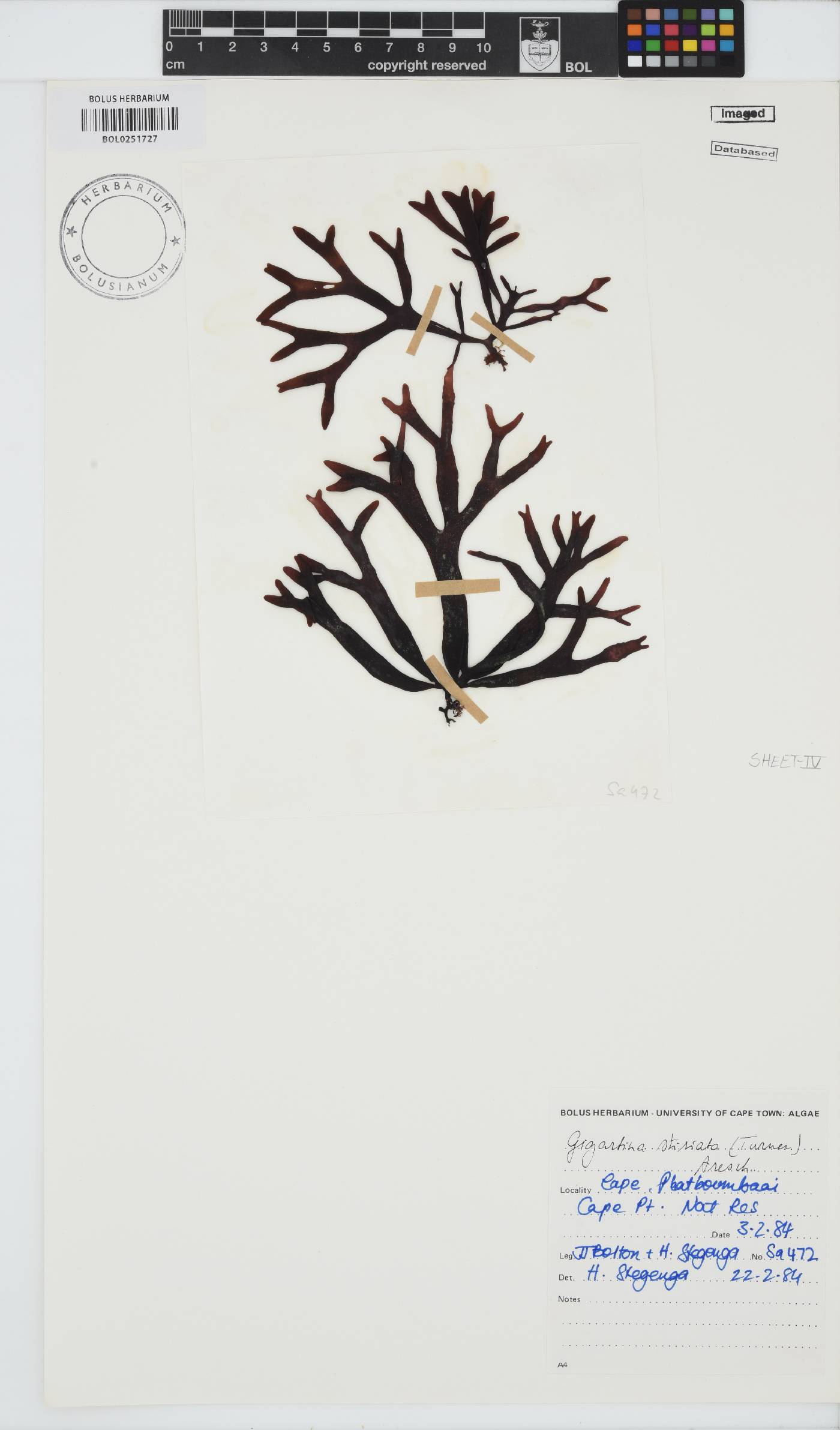 Sarcothalia stiriata image