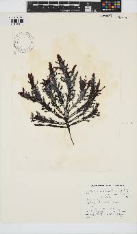 Sarcothalia stiriata image