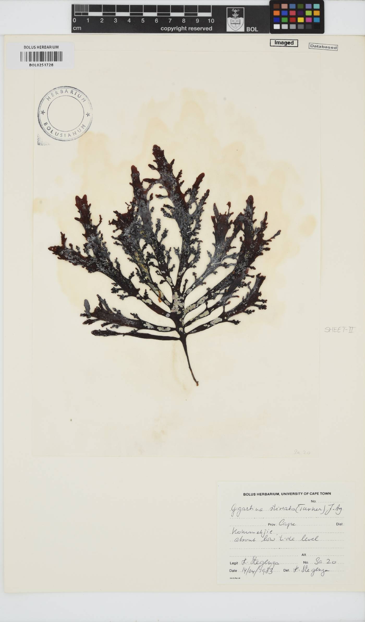 Sarcothalia stiriata image
