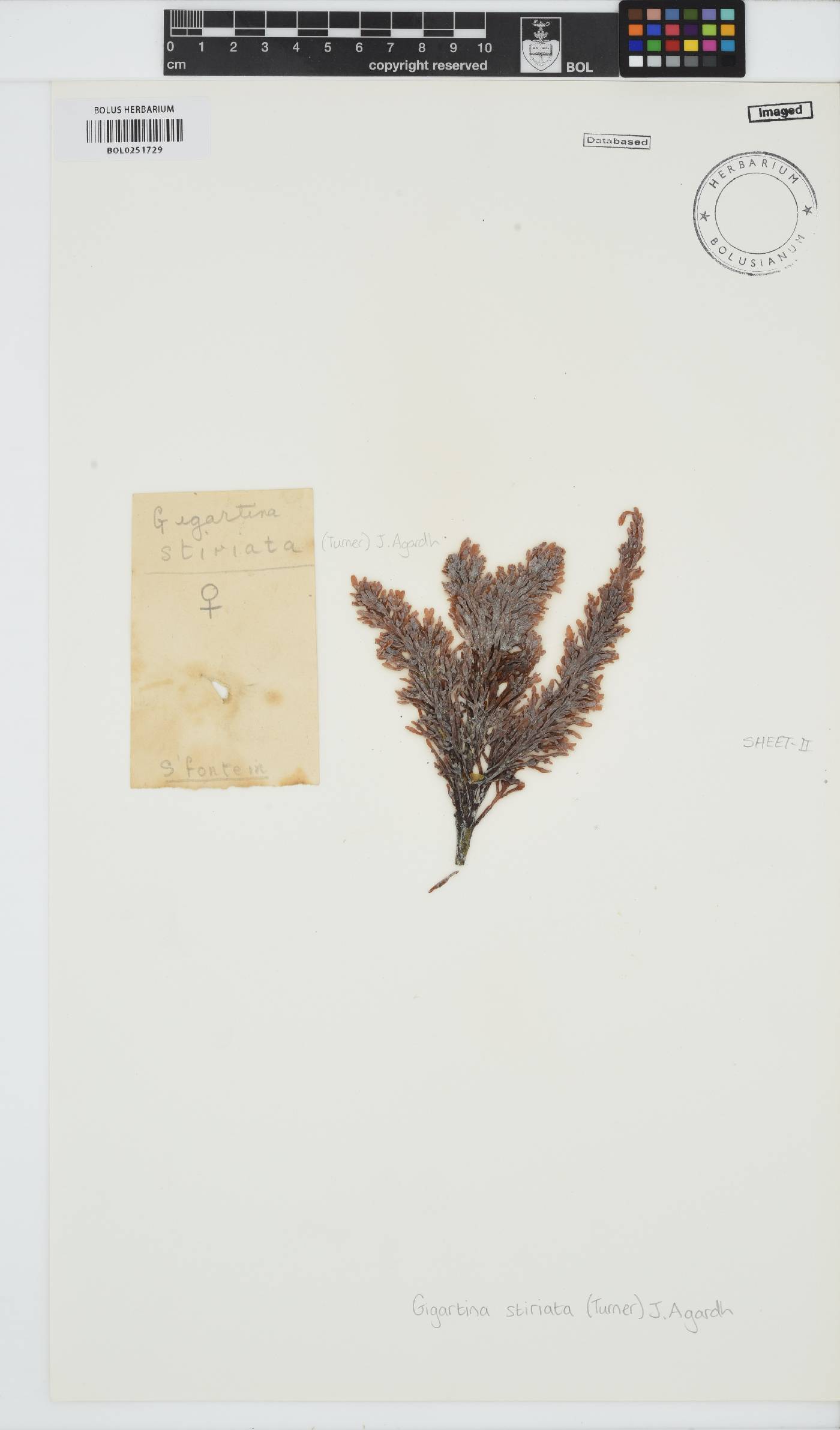 Sarcothalia image