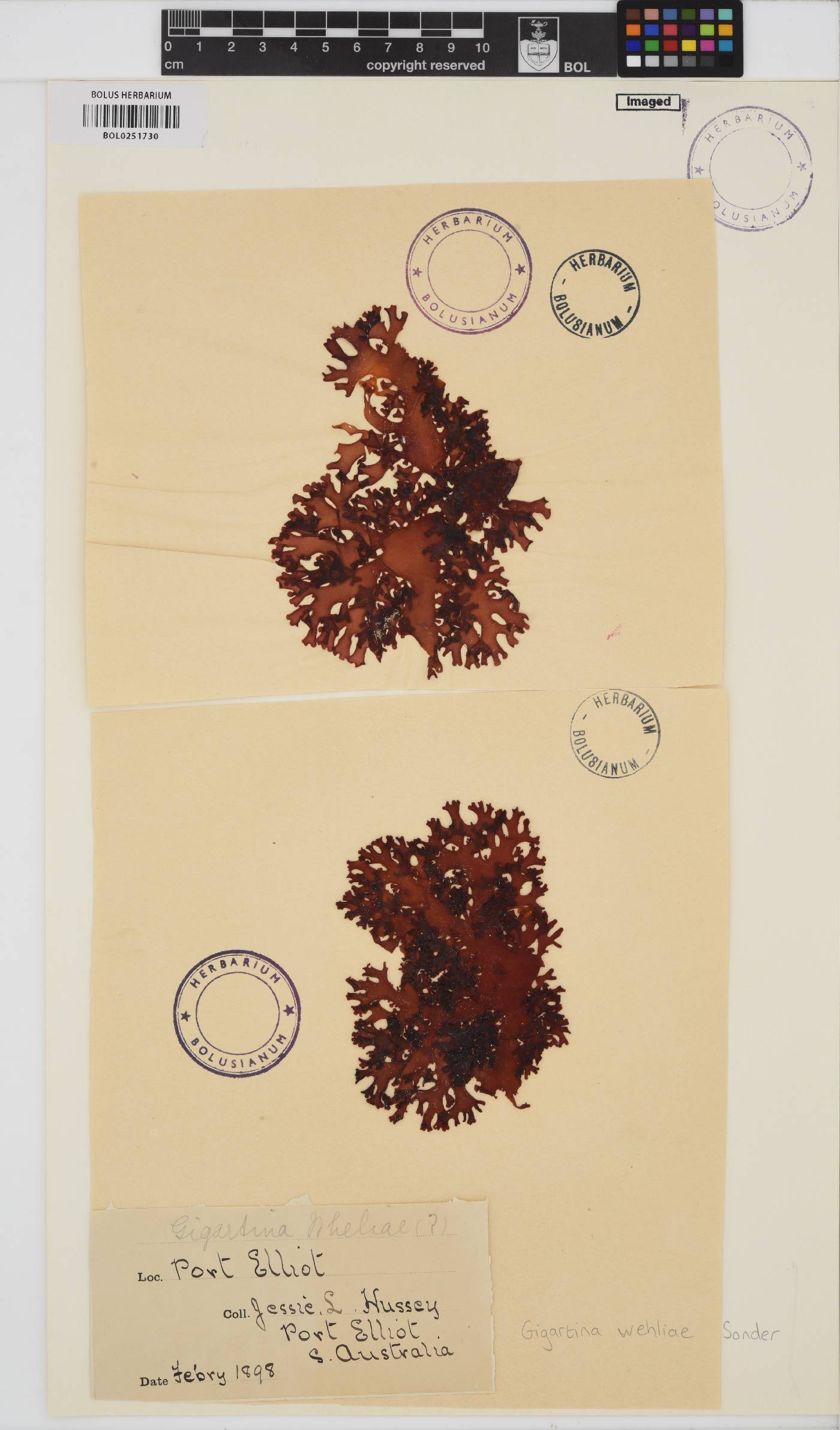Gigartina wehliae image