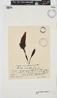 Image of Mazzaella volans
