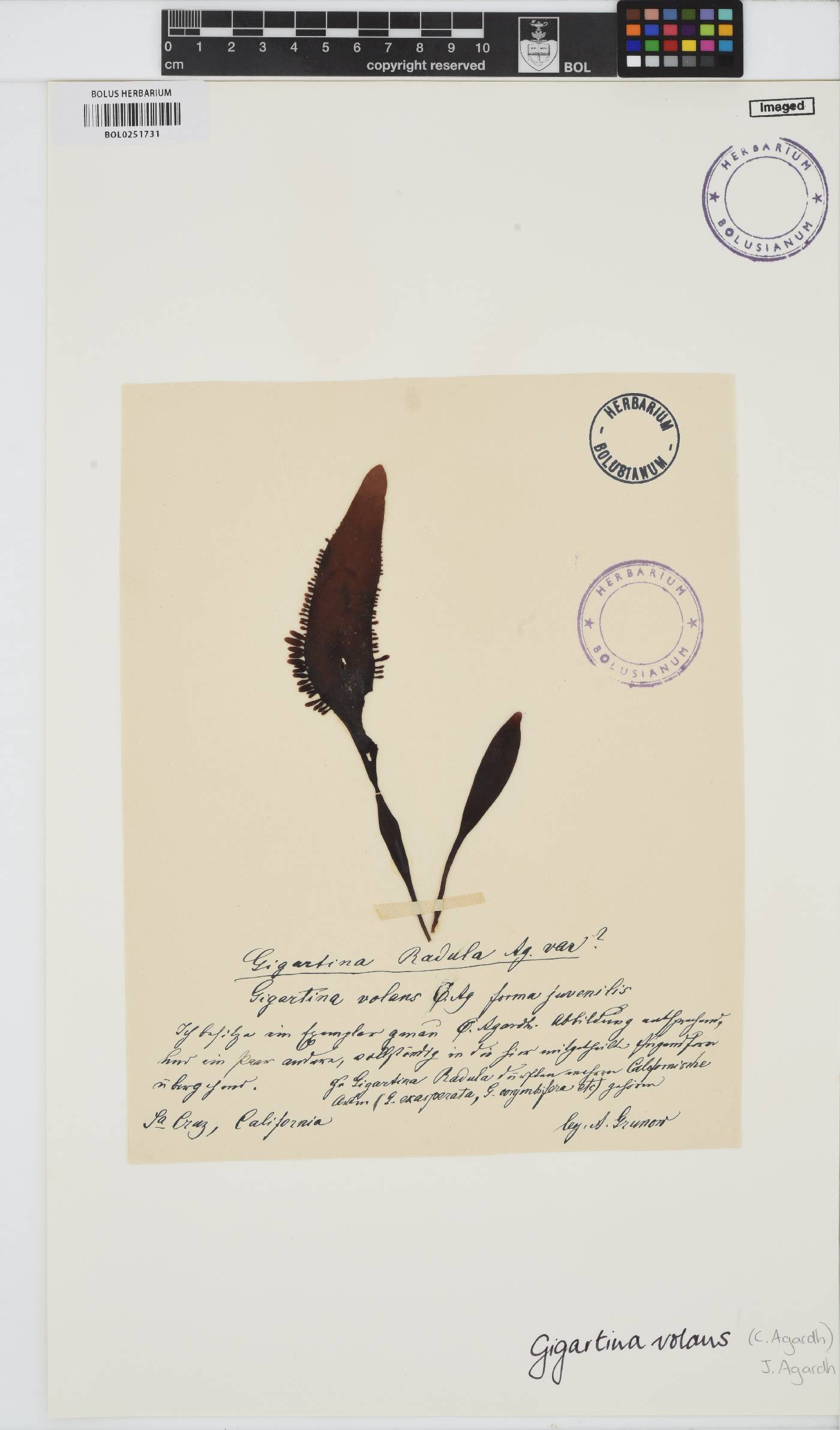 Mazzaella volans image